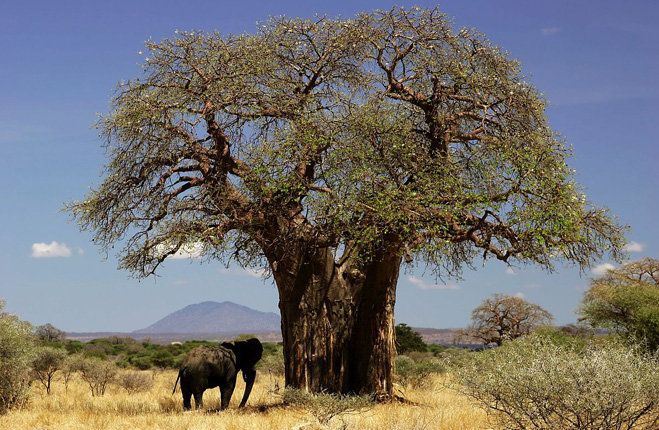 Baobab Africa essere donna 8 marzo festa della donna