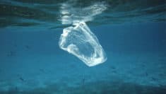 Giornata del Mare e della Cultura Marina 11 aprile inquinamento plastica oceani