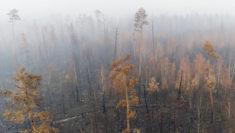 Una squadra di Greenpeace Russia ha documentato i massicci incendi che stanno interessando la Grande foresta del Nord nella regione di Krasnoyarsk in Siberia. (2)