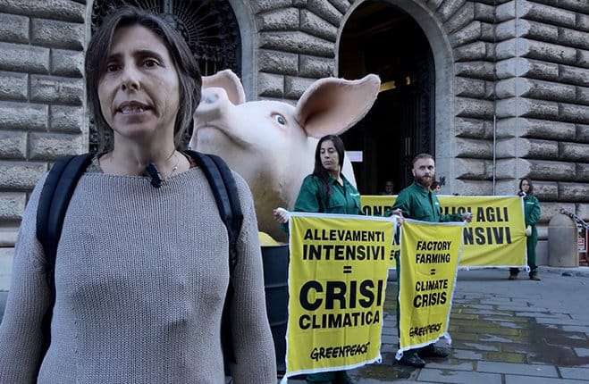 greenpeace basta fondi pubblici agli allevamenti intensivi