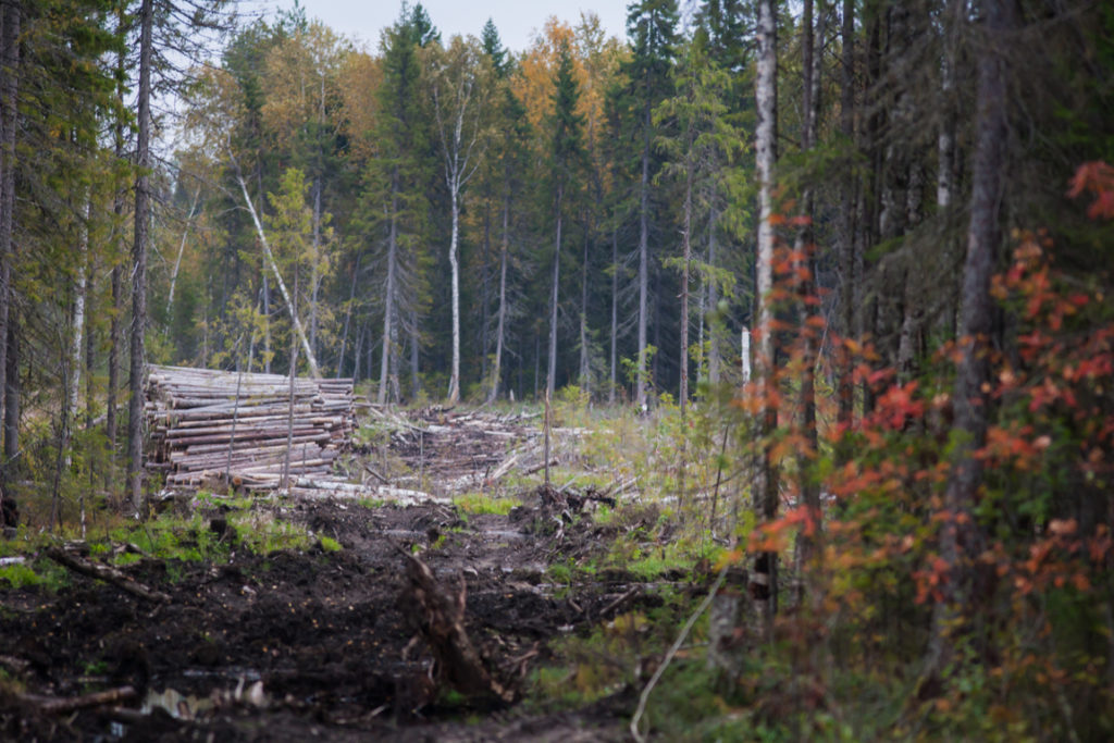 Foresta protetta Russia riserva naturale Dvinsko-Pinezhsky