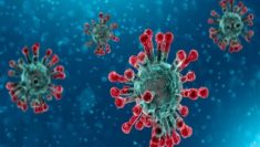 coronavirus virus epidemia